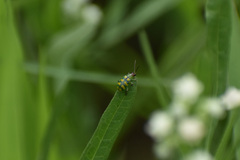 Diabrotica balteata