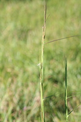 Andropogon virginicus