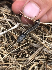 Thamnophis ordinoides