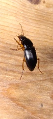 Pseudoophonus