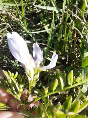 Astragalus agrestis
