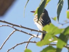 Empidonax wrightii