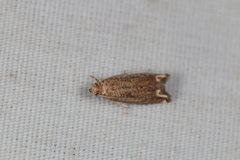Epiblema abruptana