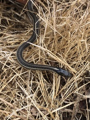 Thamnophis ordinoides