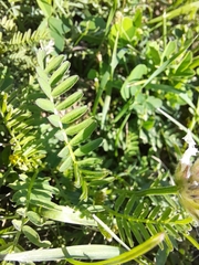 Astragalus agrestis