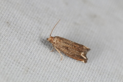 Epiblema abruptana