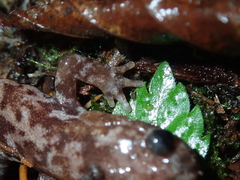 Hynobius sonani