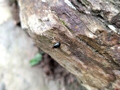 Chrysomeloidea