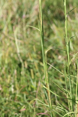 Andropogon virginicus
