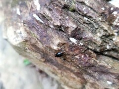 Chrysomeloidea