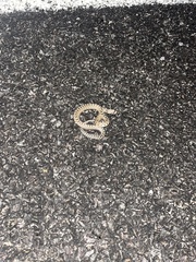 Pituophis catenifer deserticola