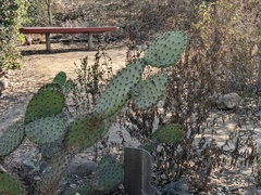 Opuntia littoralis