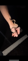 Pituophis catenifer deserticola