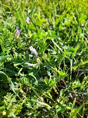 Astragalus agrestis