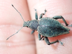 Elytrurus marginatus