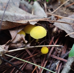 Hygrocybe ceracea
