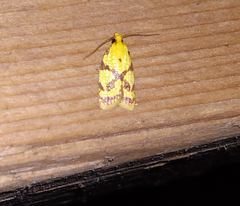 Sparganothis sulfureana