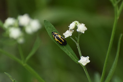Acmaeodera scalaris