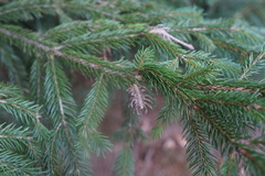 Adelges abietis