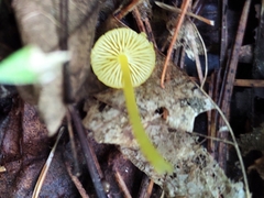 Hygrocybe ceracea