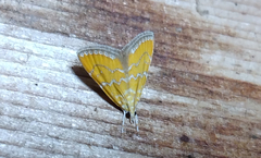 Xanthophysa psychicalis