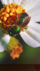 Augochloropsis metallica