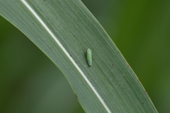 Draeculacephala minerva