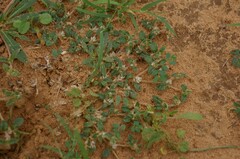 Guilleminea densa