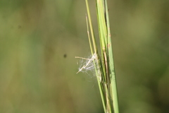 Andropogon virginicus