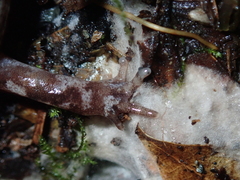 Hynobius sonani