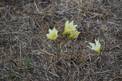 Zephyranthes fosteri