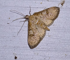 Palpita freemanalis