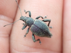 Elytrurus marginatus