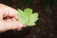 Acericecis ocellaris