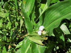 Commelina paludosa