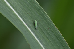 Draeculacephala minerva