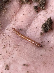 Alobates pensylvanicus