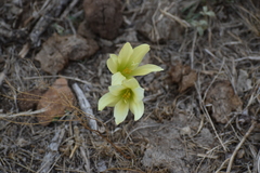 Zephyranthes fosteri