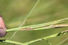Andropogon virginicus