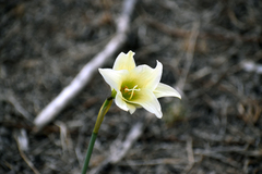 Zephyranthes fosteri