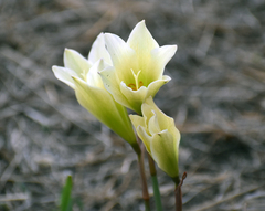 Zephyranthes fosteri