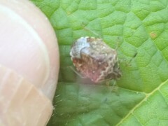 Cosmopepla intergressa