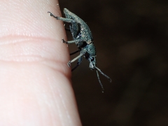 Elytrurus marginatus