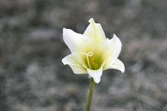 Zephyranthes fosteri