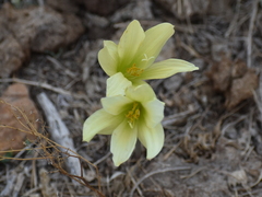 Zephyranthes fosteri