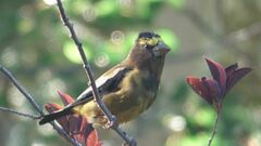 Coccothraustes vespertinus