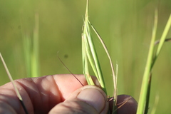 Andropogon virginicus