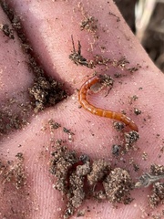 Alobates pensylvanicus