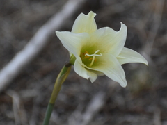 Zephyranthes fosteri