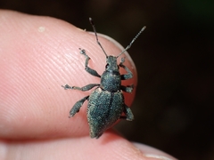 Elytrurus marginatus